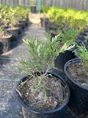 Туи, можжевельники, самшит, кипарисовики 3