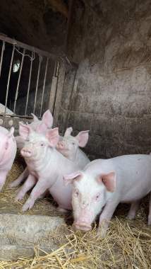 Продам поросят 0