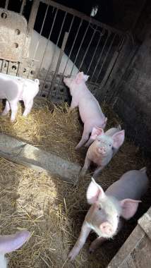 Продам поросят 1