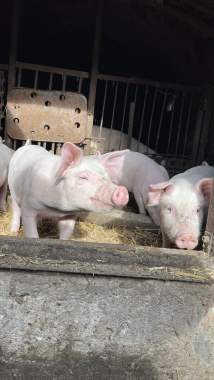 Продам поросят 2