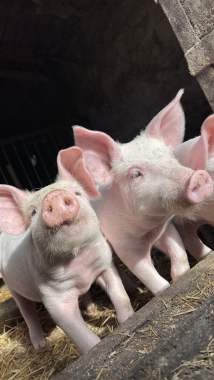 Продам поросят 3
