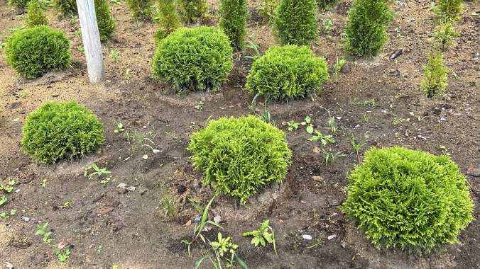 Туи, можжевельники, самшит, кипарисовики 4