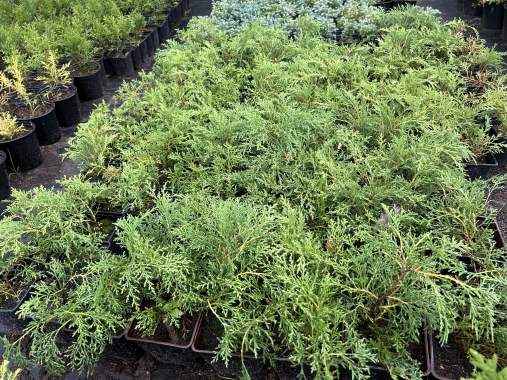 Туи, можжевельники, самшит, кипарисовики 5