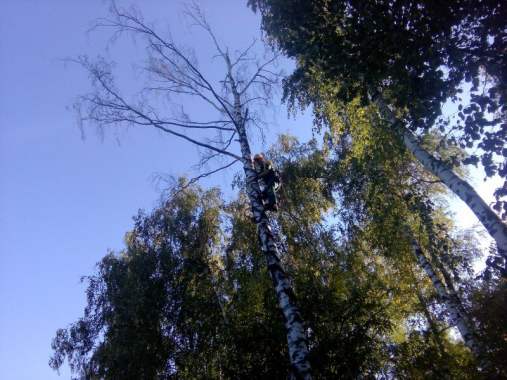 Услуги арбористов, промышленный альпинизм и аренда 0