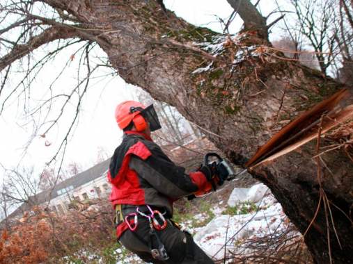 Услуги арбористов, промышленный альпинизм и аренда 1