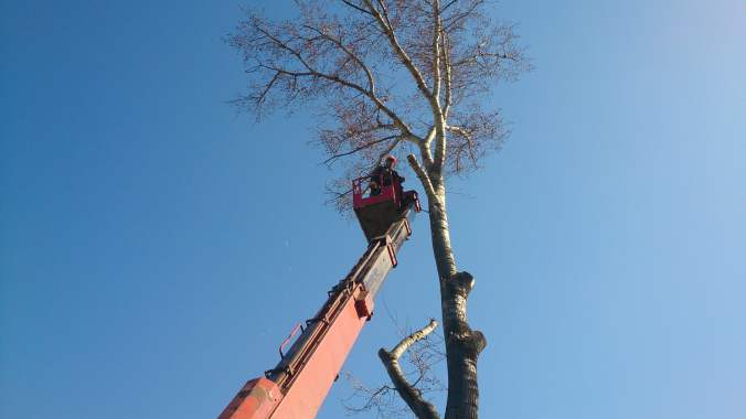 Услуги арбористов, промышленный альпинизм и аренда 4