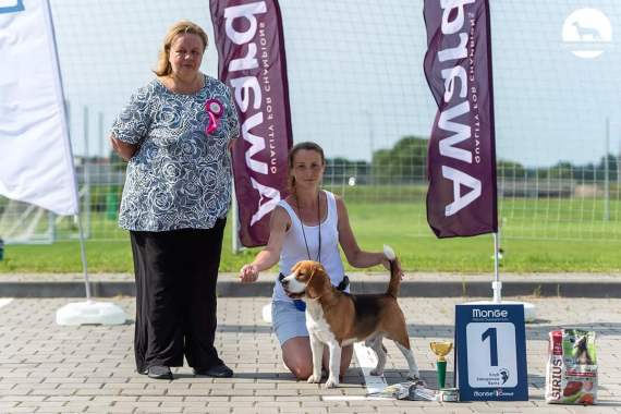 Услуги хендлера в минске