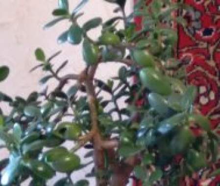 Крассула толстянка 2