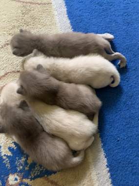 Котята европейской бурмы . Самостоятельные дети 0