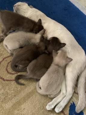 Котята европейской бурмы . Самостоятельные дети 1