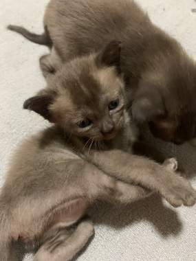 Котята европейской бурмы . Самостоятельные дети 2