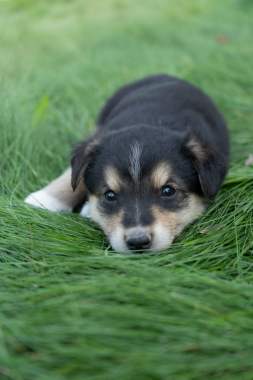 Щенки ищут семью 0