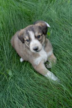 Щенки ищут семью 1