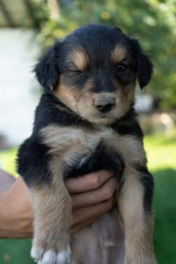 Щенки ищут семью 2