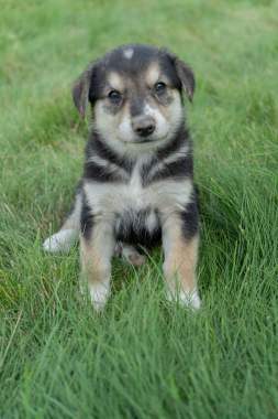 Щенки ищут семью 3