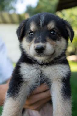 Щенки ищут семью 4