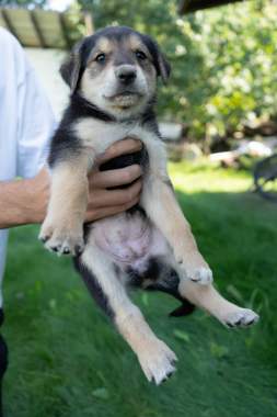 Щенки ищут семью 5