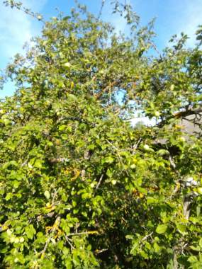 Продам дом 5