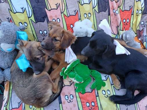 Щенки в добрые руки 0