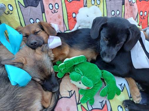 Щенки в добрые руки 1
