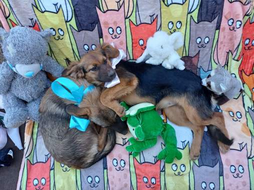 Щенки в добрые руки 2