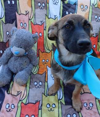 Щенки в добрые руки 3