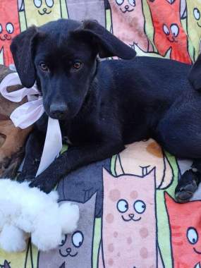 Щенки в добрые руки 4