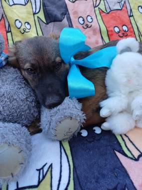 Щенки в добрые руки 5