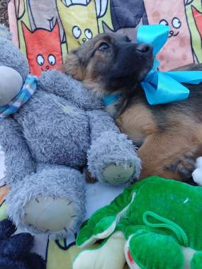 Щенки в добрые руки 6