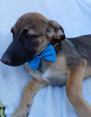 Щенки в добрые руки 7