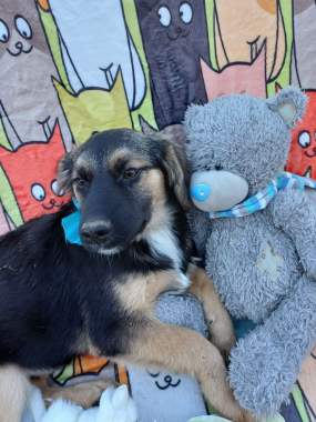 Щенки в добрые руки 8