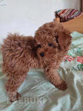 Продам щенка той пуделя