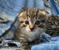 Продаются обаятельные шотландсие вислоухие котята