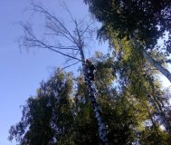 Услуги арбористов, промышленный альпинизм и аренда