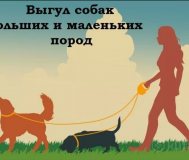 Выгул собак