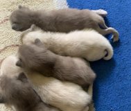 Котята европейской бурмы . Самостоятельные дети