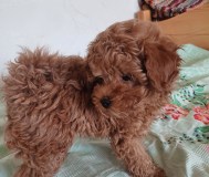 Продам щенка той пуделя