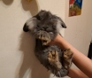 Декоративный кролик львиноголовый