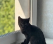 Котята в дар