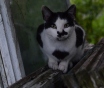 Котик ищет дом