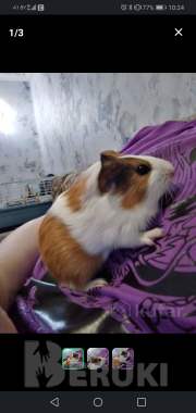 Морская свинка 0