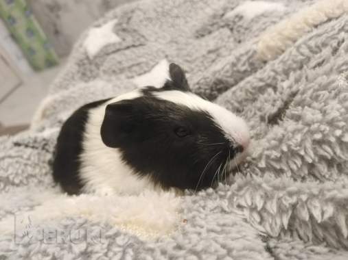 Морская свинка 1