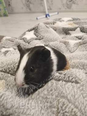 Морская свинка 2