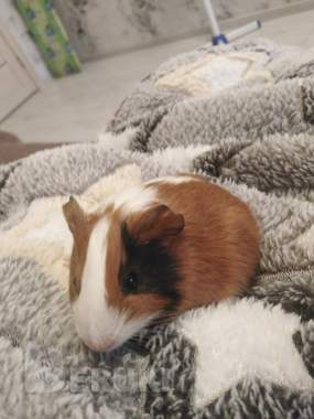Морская свинка 3