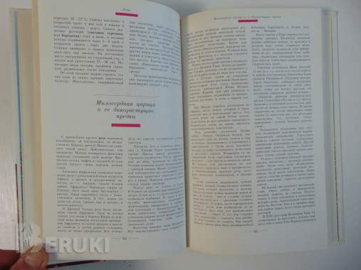 Знахарь в доме цветы, которые лечат 6