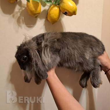 Декоративный кролик львиноголовый 0