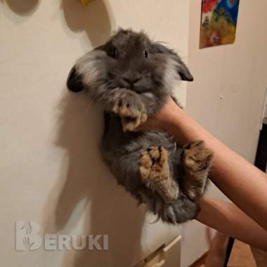 Декоративный кролик львиноголовый 1