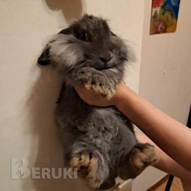 Декоративный кролик львиноголовый 2