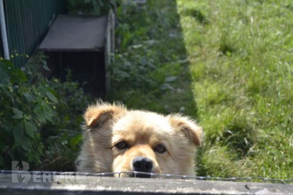 Отдам песика - надежного охранника для объекта