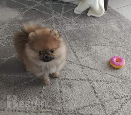 Померанский шпиц 0